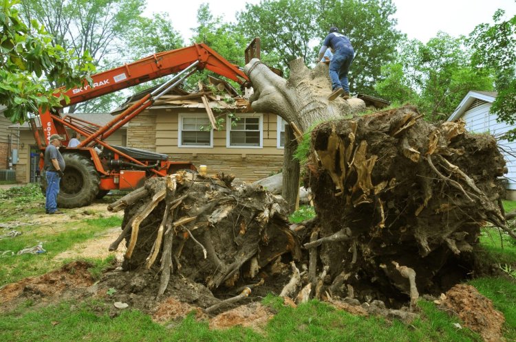 Best Affordable Tree Removal Service: Fast, Reliable, and Budget-Friendly