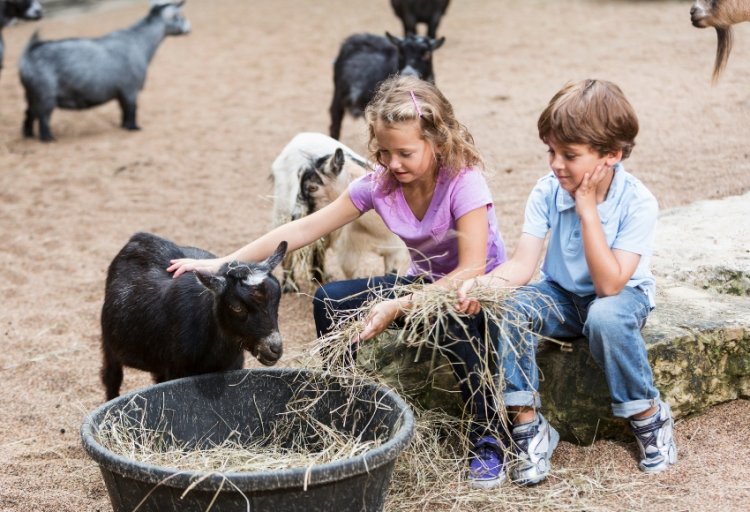 Houston Petting Zoo & Traveling Animal Shows