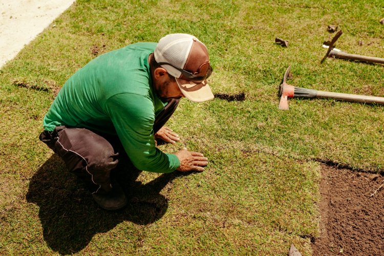 How to Protect Newly Installed Sod from Pests